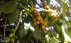 カロニエリ農園にもアマレロと言われる黄色い実のコーヒーが沢山植えられている。