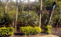 ジャンピット農園の珈琲の木シャドウツリー(日陰を作るための木)。 国営で資金が豊富に使える為スプリングクーラー等の設備がある。 