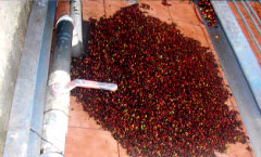 脱穀する前の収穫されたコーヒーの実